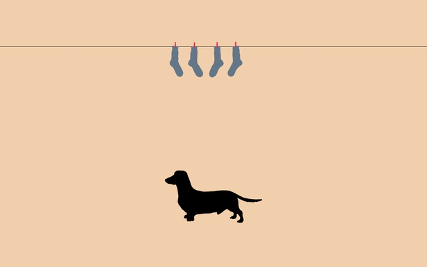 dachshund clothesline