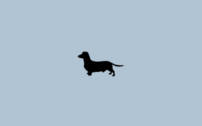 dachshund blue